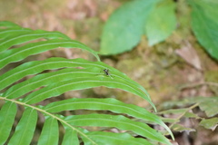 Toxorhynchites splendens