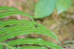 Toxorhynchites splendens