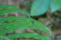 Toxorhynchites splendens
