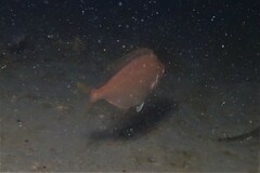 Parequula melbournensis