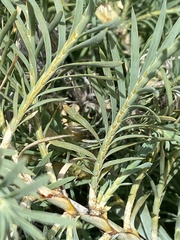 Acanthocarpus preissii