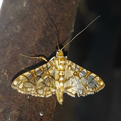 Synclera jarbusalis