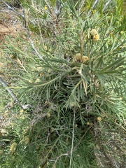 Acanthocarpus preissii