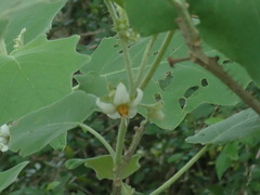 Solanum hirtum