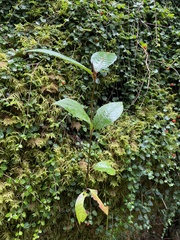 Viburnum cassinoides