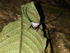 Macracantha arcuata