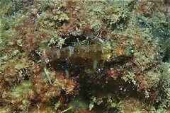 Helcogramma decurrens