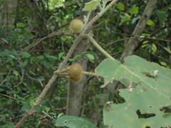 Solanum hirtum