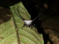 Macracantha arcuata