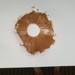 Hemipholiota populnea