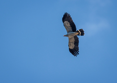 Polyboroides radiatus