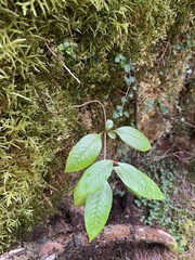 Viburnum cassinoides