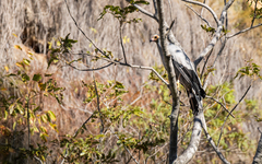 Polyboroides radiatus