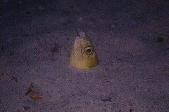 Ophichthus altipennis