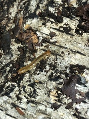 Schizotus pectinicornis