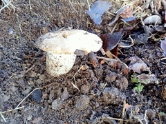 Tricholoma columbetta