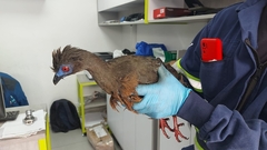 Chamaepetes goudotii