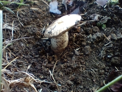 Tricholoma columbetta