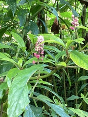 Phytolacca