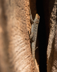 Oplurus quadrimaculatus