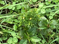 Tagetes filifolia