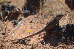 Crotaphytus bicinctores