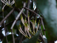 Dendrophthoe falcata