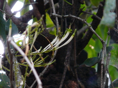 Dendrophthoe falcata