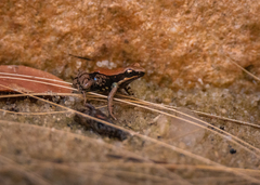 Mantella betsileo