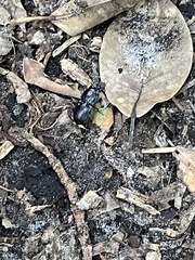 Pasimachus sublaevis