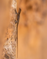 Oplurus quadrimaculatus