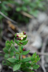 Galium nankotaizanum