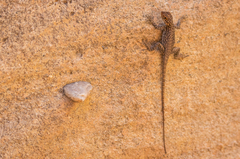 Oplurus quadrimaculatus