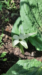 Jaborosa integrifolia