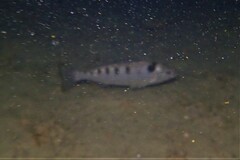 Helotes octolineatus