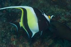 Zanclus cornutus