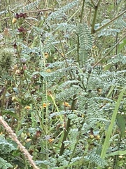 Erythrostemon gilliesii