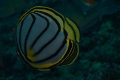 Chaetodon meyeri