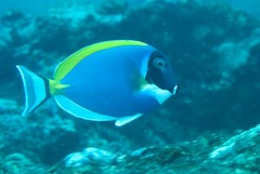 Acanthurus leucosternon