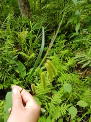 Carex comosa