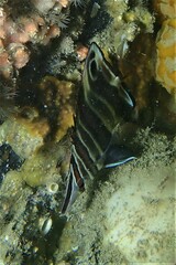 Chelmonops curiosus