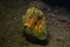 Brachaluteres jacksonianus