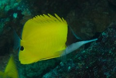 Forcipiger flavissimus