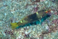 Halichoeres hortulanus