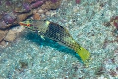 Halichoeres hortulanus