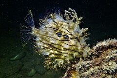 Chaetodermis penicilligerus