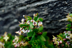 Galium nankotaizanum