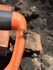 Paraphidippus