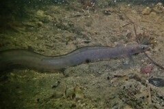 Conger wilsoni