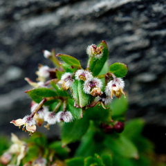 Galium nankotaizanum